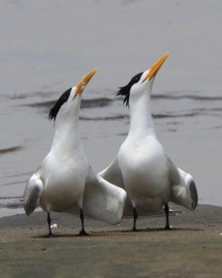 Rybitwa złotodzioba - Thalasseus bergii - Greater Crested Tern