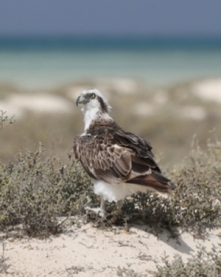 Rybołowy - Osprey