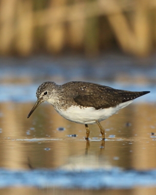 Samotnik - Tringa ochropus - Green Sandpiper