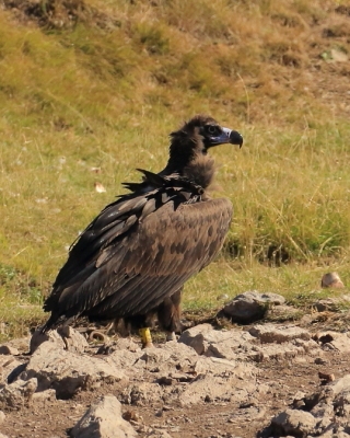 Sęp kasztanowaty - Aegypius monachus - Black Vulture