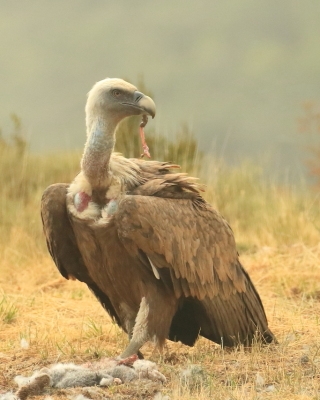 Sęp płowy - Gyps fulvus - Griffon Vulture