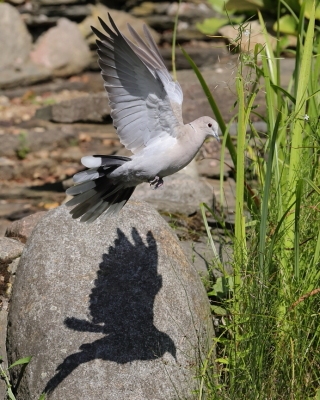 Sierpówka - Streptopelia decaocto - Eurasian Collared Dove