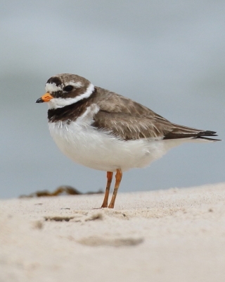 Sieweczka obrożna - Charadrius hiaticula - Common Ringed Plover