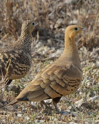 Stepówka brunatnobrzucha - Pterocles exustus - Chestnut-bellied Sandgrouse