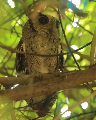 Syczek długouchy - Otus bakkamoena - Collared Scops Owl