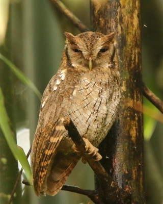 Syczoń tropikalny - Megascops choliba - Tropical Screech Owl