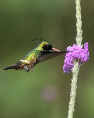 Sylfik czarnoczuby - Lophornis helenae - Black-crested Coquette