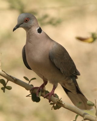 Synogarlica okularowa - Streptopelia decipiens - African Mourning Dove