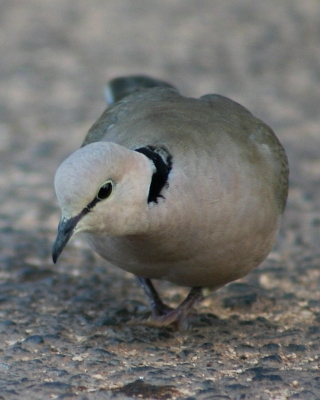 Synogarlica różowa - Streptopelia vinacea - Vinaceous Turtle Dove