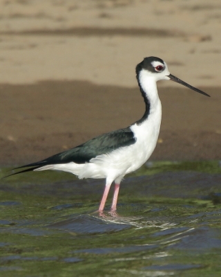 Szczudłak białobrewy - Himantopus mexicanus - Black-necked Stillt