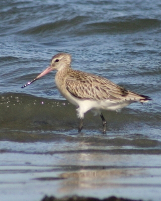 Szlamnik - Limosa lapponica - Bar-tailed Godwit 