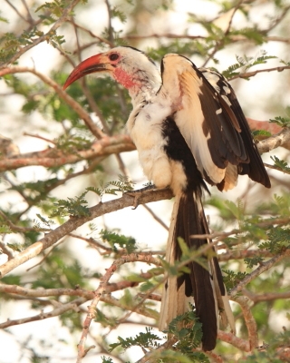 Toko białogrzbiety - Tockus erythrorhynchus - Northern Red-billed Hornbill