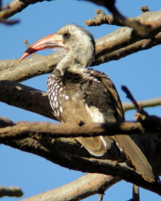 Toko senegalski - Tockus erythrorhynchus kempi - Western Red-billed Hornbill