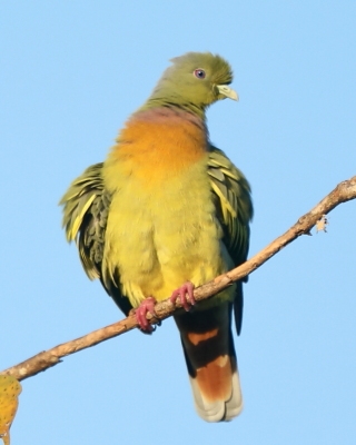 Treron zielonolicy - Treron bicinctus - Orange-breasted Green Pigeon