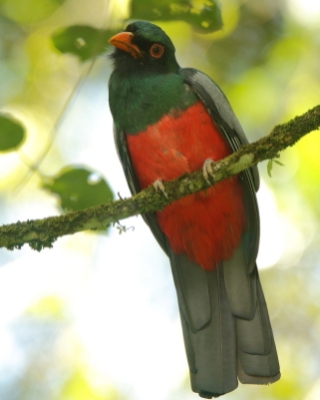 Trogon krasnodzioby - Trogon massena - Slaty-tailed Trogon