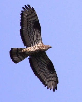 Trzmielojad - Pernis apivorus - European Honey Buzzard