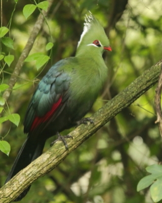 Turak ostroczuby - Tauraco livingstonii - Livingstone's Turaco