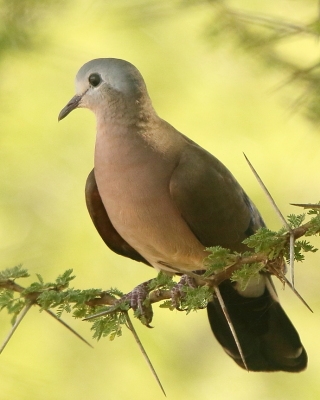 Turkaweczka zielonoplamkowa - Turtur chalcospilos - Emerald-spotted Wood Dove
