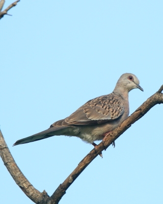 Turkawka wschodnia - Streptopelia orientalis - Oriental Turtle Dove