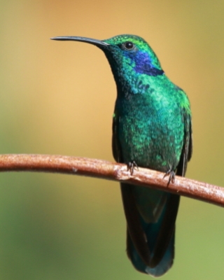 Uszatek zielony - Colibri thalassinus - Green Violetear