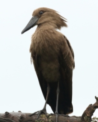 Warugi - Hamerkop
