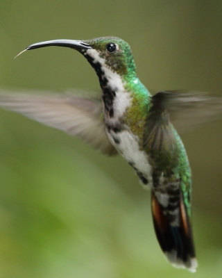 Węglik krawatowy - Green-breasted Mango