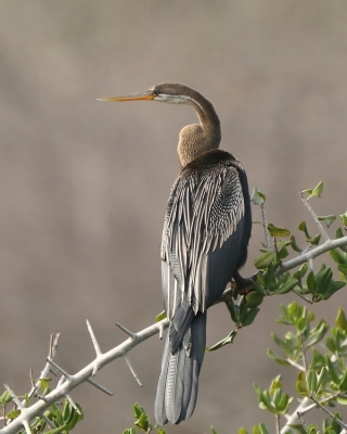 Wężówka indyjska - Anhinga melanogaster - Oriental Darter