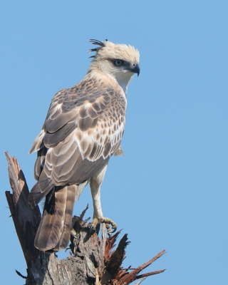 Wojownik indyjski - Nisaetus cirrhatus - Changeable Hawk Eagle