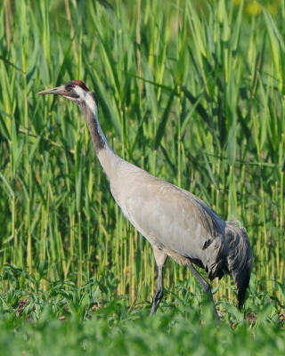 Żuraw - Grus grus - Common Crane