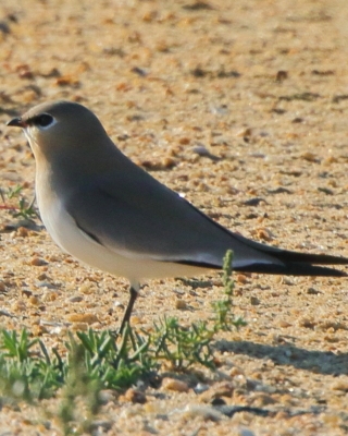 Żwirowiec mały - Glareola lactea - Little Pratincole/Small Pratincole