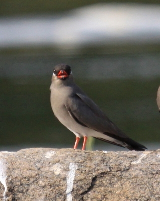 Żwirowiec skalny - Glareola nuchalis - Rock Pratincole