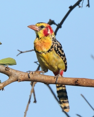 Etiopia - ptaki - część 1