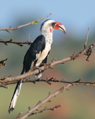 Etiopia - ptaki część - 2