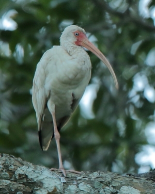 Ibis biały - Eudocimus albus - White Ibis