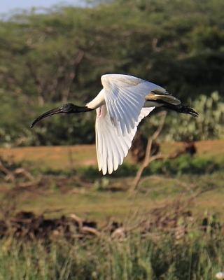 Ibis siwopióry - Threskiornis melanocephalus - Black-headed Ibis