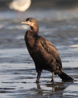 Kormoran przylądkowy - Phalacrocorax capensis - Cape Cormorant