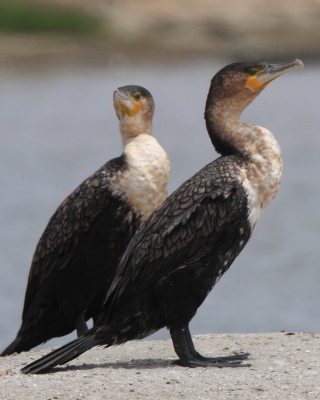 Kormoran białoszyi - Phalacrocorax lucidus - White-breasted Cormorant