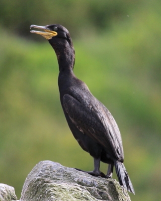 Kormoran czubaty - Phalacrocorax aristotelis - European Shag