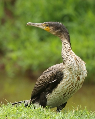 Kormoran etiopski - Microcarbo africanus - Reed Cormorant