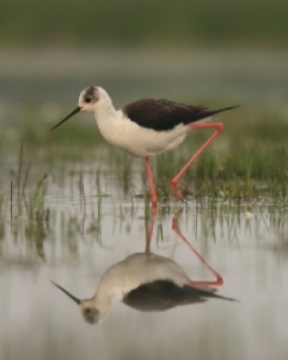 Szczudłonogi - Stilts and Avocets