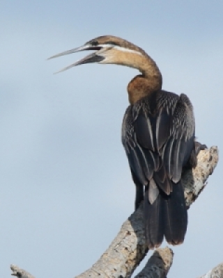 Wężówki - Darters