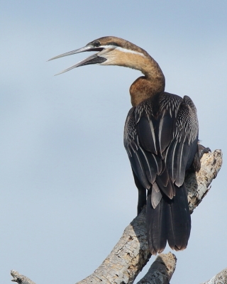 Wężówka afrykańska - Anhinga rufa - African Darter