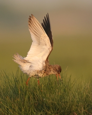 Krwawodziób - Tringa totanus - Common Redshank