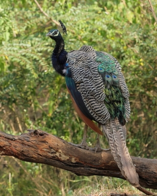 Paw indyjski - Pavo cristatus - Indian Peafowl