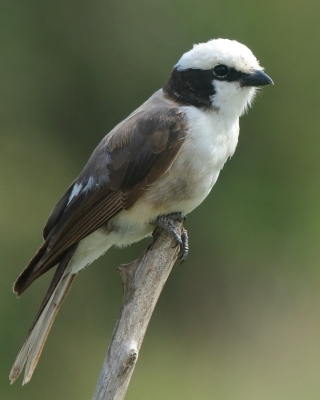 Białoczub białorzytny - Eurocephalus rueppelli - Northern White-crowned Shrike