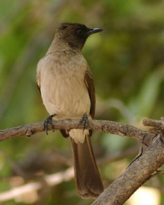 Bilbil ogrodowy - Pycnonotus barbatus - Common Bulbul