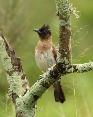 Bilbil okopcony - Pycnonotus tricolor - Dark-capped Bulbul