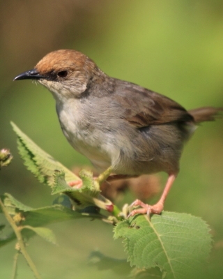 Chwastówka uboga - Cisticola chubbi - Chubb's Cisticola