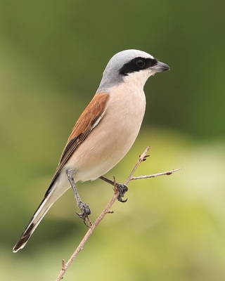 Dzierzba gąsiorek - Lanius collurio - Red-backed Shrike