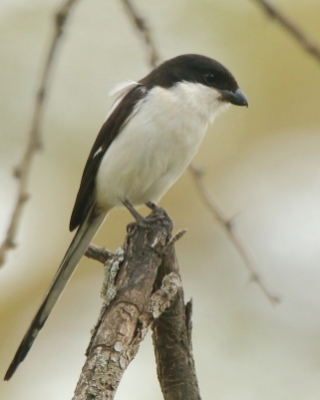 Dzierzba białobarkowa - Lanius collaris - Southern Fisca